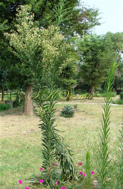  Plants